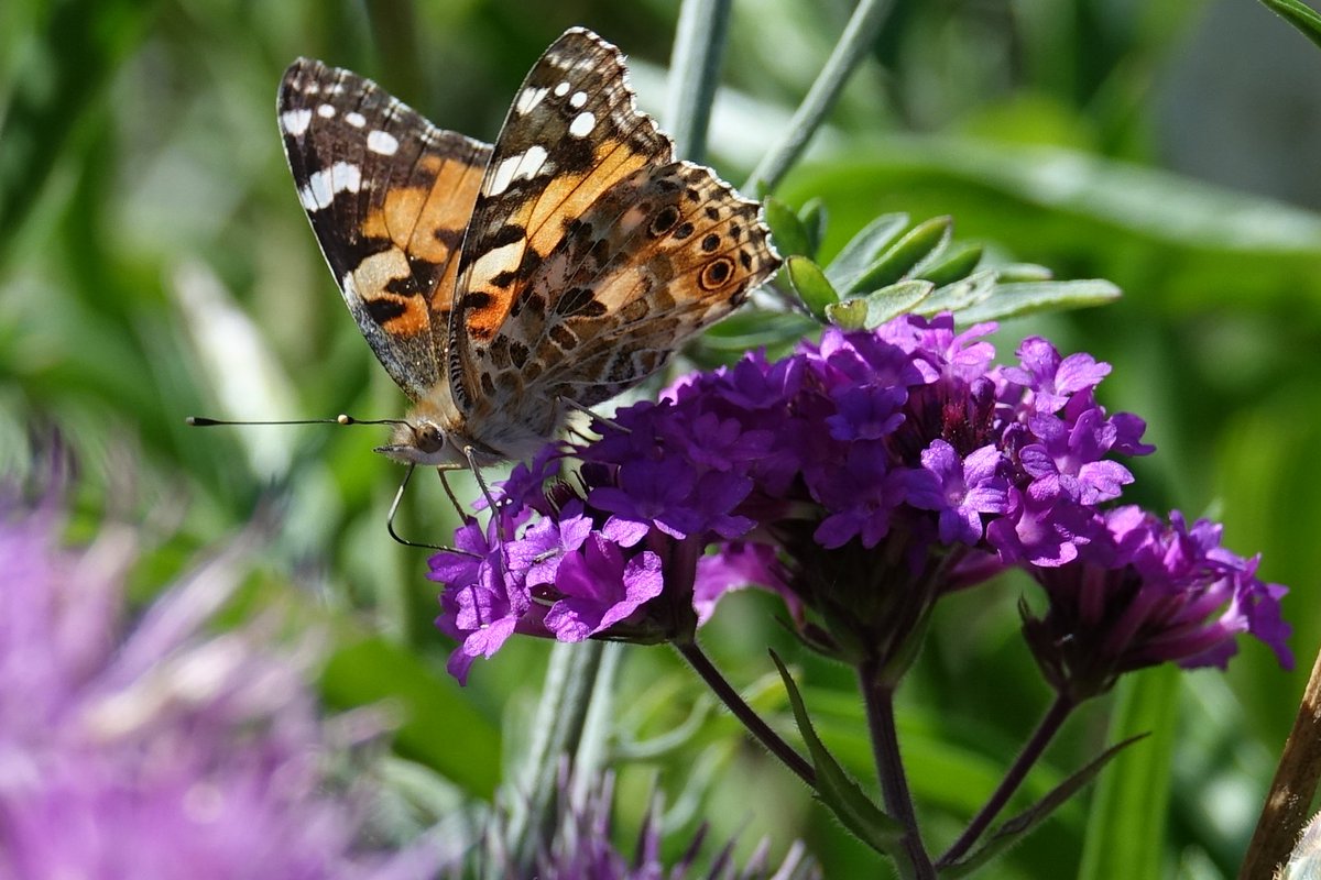Butterfly_pics's tweet photo. Look who's back in the #garden - lovely #paintedlady #butterfly enjoying the #sunshine in #shropshire this afternoon @BeccyWoodTV @bbcmtd @savebutterflies #ButterflyCount #shropshirestar #WexMondays https://t.co/I8RaVyOvGD