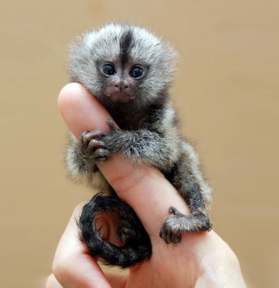 EarthsBeauty2's tweet photo. Finger Monkey 😍😍 https://t.co/1toU4WSqxG