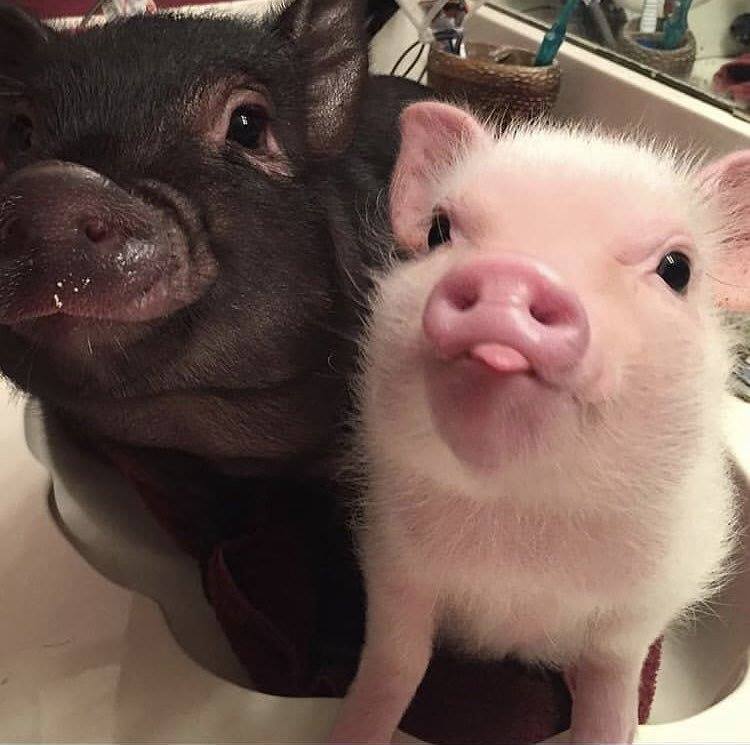EarthsBeauty2's tweet photo. Too cute 🥰 https://t.co/azu3sxLsue