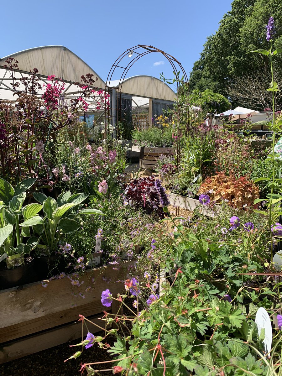 Wolvercroft's tweet photo. Lovely displays of Cottage Garden Perennials! #wolvercroft #gardencentre #alderholt #herbacious #herbaciousperennials #perennials https://t.co/6pTfgTfTvo