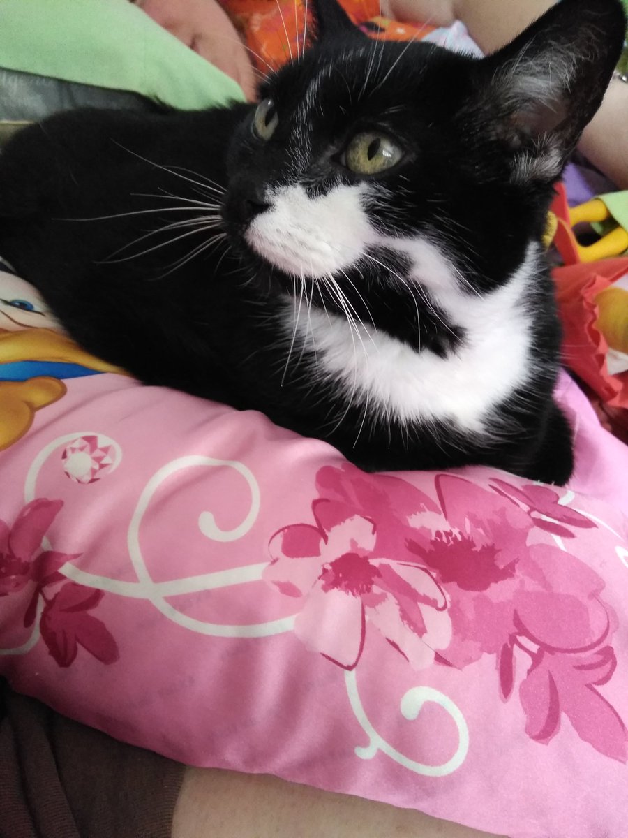 HRHSpooky's tweet photo. I love the pretty pink princess pillow! It is now mine and none shall cuddle with it without my permission! Well, except my favorite human. She can do anything she wants! #CatsOnTwitter https://t.co/OCMuOXEKk2