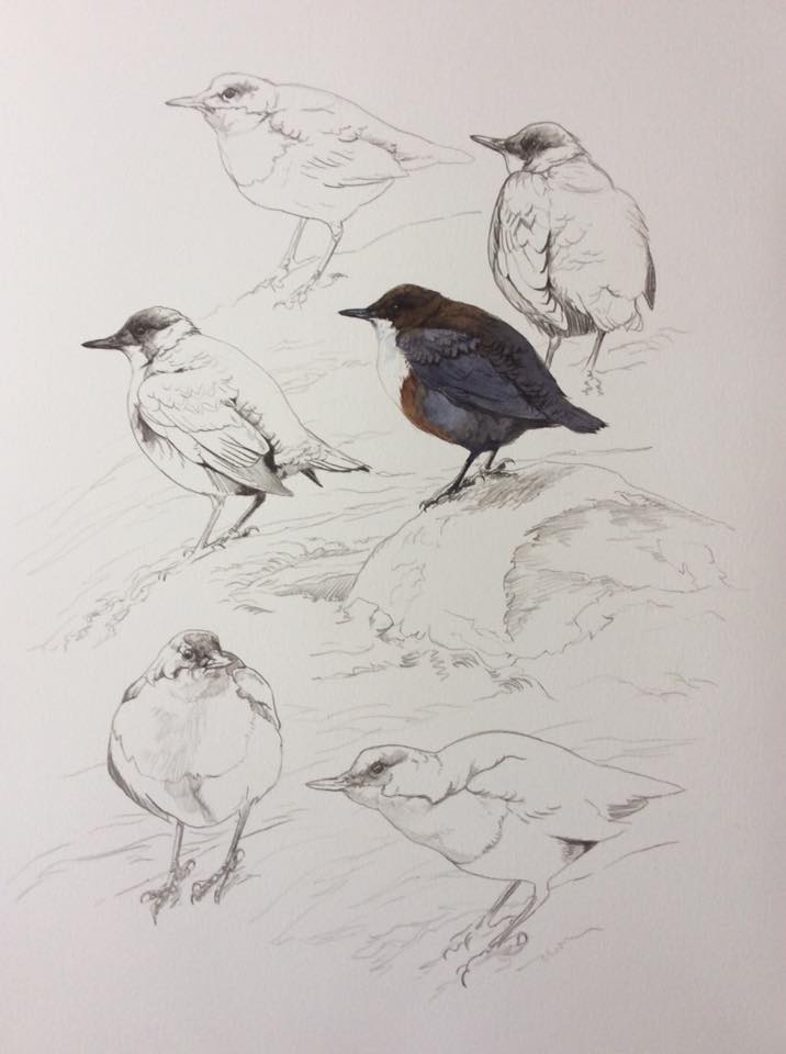 Dipper study sheet, watercolour and pencil 47x37cm.
School hols at moment and not been able to do much but planning the river Dee blog to return very soon...#dipper #riverdee #aberdeenshire #Banchory #royaldeeside