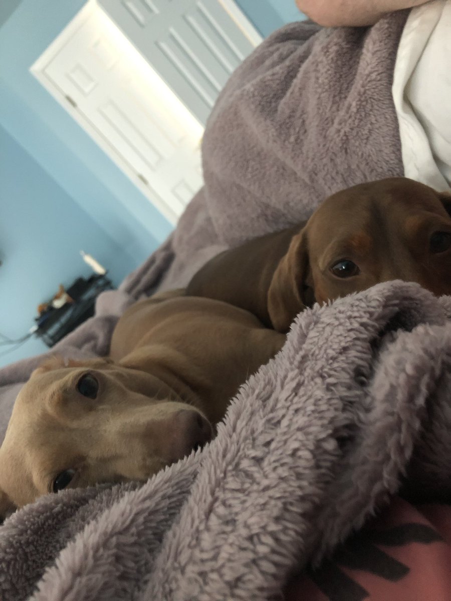 Foxtrot44's tweet image. I love waking up to this 😍🐶🐶❤️