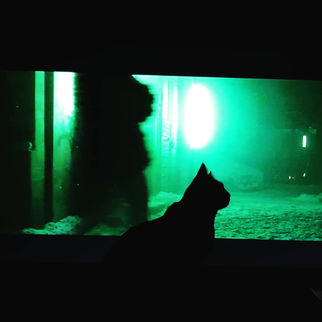 JanetGedding's tweet photo. RT @GkceKaragoz: My Assistant Pantif watchin' "Blade Runner"... . . . . . #kedi #kediler #cat #cats #CatsOnTwitter #cats_of_world @music #catoftheday #happy #catstagram #catsofworld #guitar #cool #musicismylife #musicians #musiclover @cats @musicstudio #… https://t.co/E9X15u4TlV