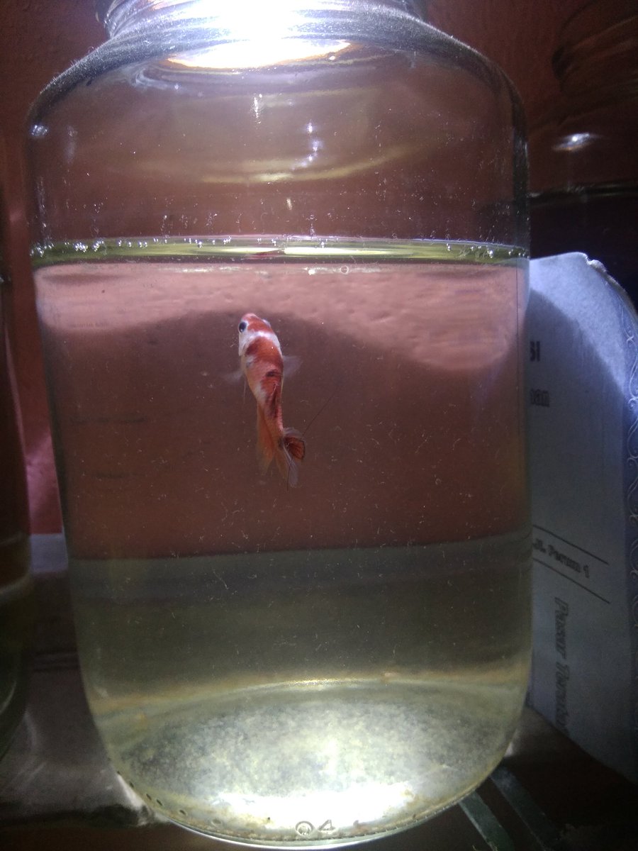 AnkarHendri's tweet photo. Cupang Koi &amp; Cupang Nemo size Baby.... Ingin pindah Tuan...DM aj https://t.co/ozj19qHyWP