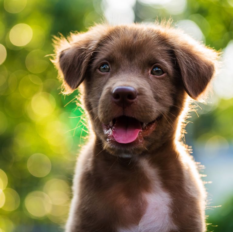 goodnessgrvy's tweet photo. 42 Best Dog Instagram Captions for the Cutest Photos of Your Furry Friend https://t.co/b2u6tvZTUi #goodnessgravy #cutedogs #dogs https://t.co/ZHuwPNg656