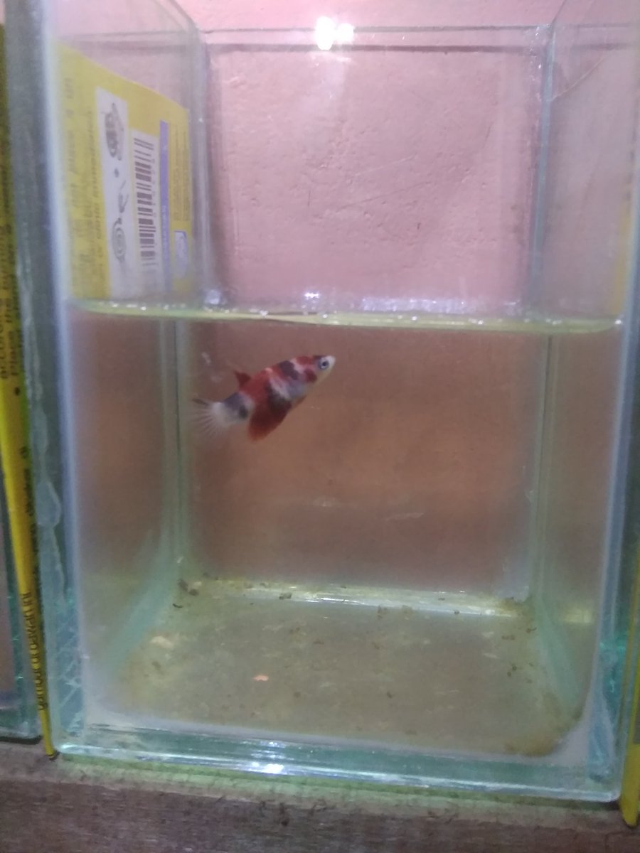 AnkarHendri's tweet photo. Cupang Koi &amp; Cupang Nemo size Baby.... Ingin pindah Tuan...DM aj https://t.co/ozj19qHyWP