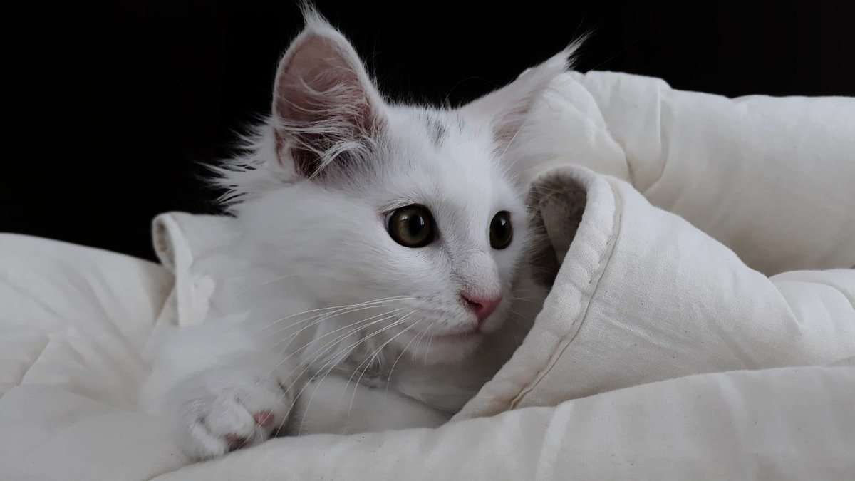 Chiunque sia indifferente alla bellezza, all’eleganza, all’intelligenza, all’affetto di cui è capace un gatto, è povero come chi, passeggiando d’estate per una strada di campagna è cieco ai fiori e sordo al canto degli uccelli ed al ronzio degli insetti.
(E. Hamilton) #MaineCoon