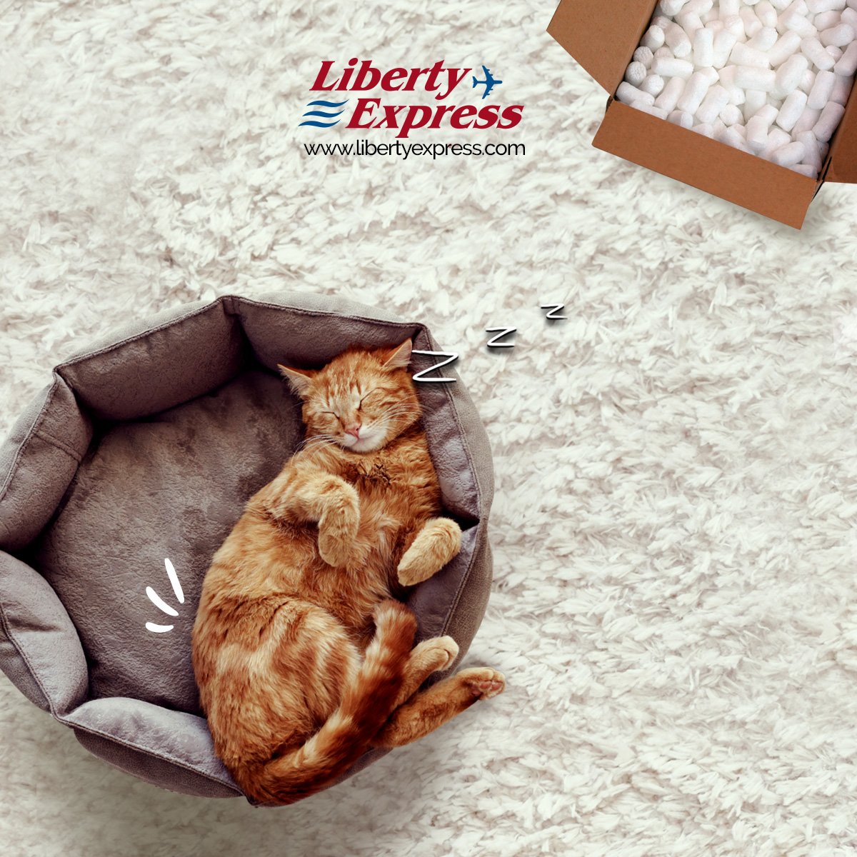 libertyExpCR's tweet photo. ¡Porque ellos también merecen comodidad y #LibertyExpressCR se lo da!
.
#movemostumundo #pets #mascotas #comprasporinternet https://t.co/HdKyIgZ2Ad