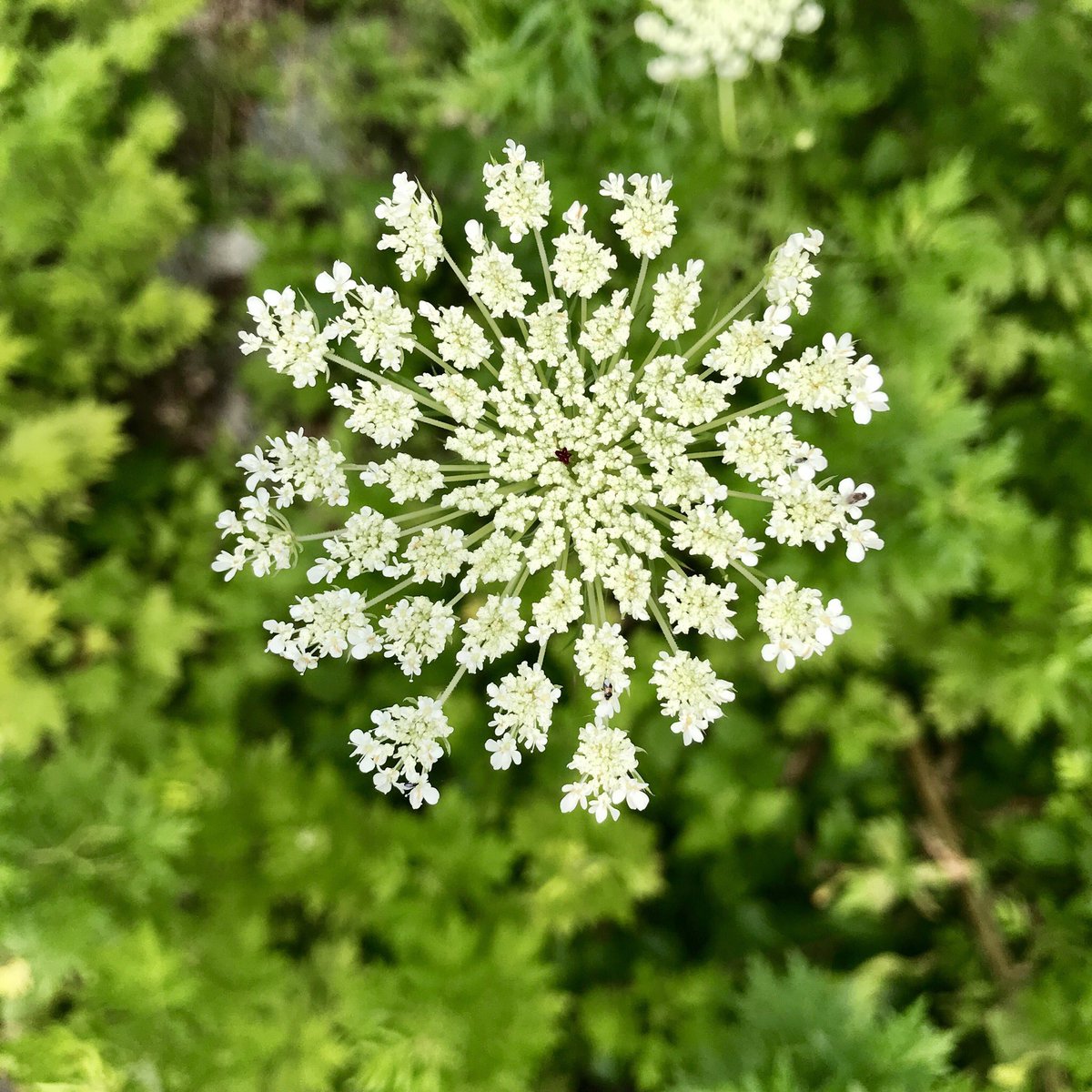 JessicaJanePics's tweet photo. Nature is so amazing!#naturelovers https://t.co/161BJp1EWT