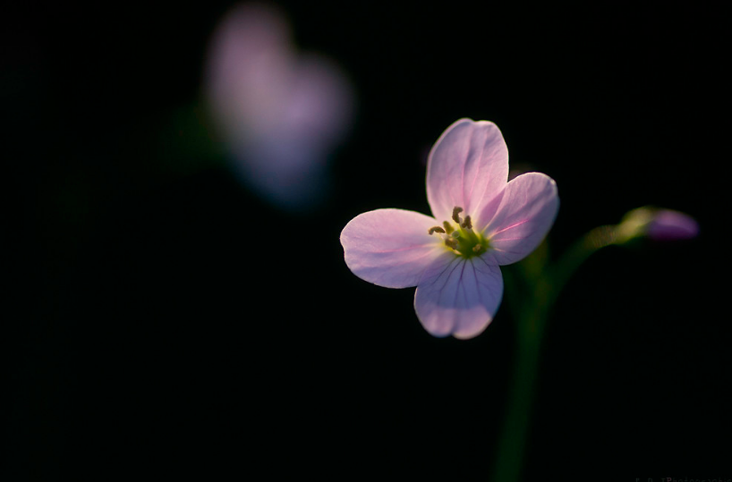 So oft die Sonne aufersteht,
Erneuert sich mein Hoffen
Und bleibet, bis sie untergeht,
Wie eine Blume offen;
Dann schlummert es ermattet
Im dunklen Schatten ein,
Doch eilig wacht es wieder auf
Mit ihrem ersten Schein.
 
- Gottfried Keller -