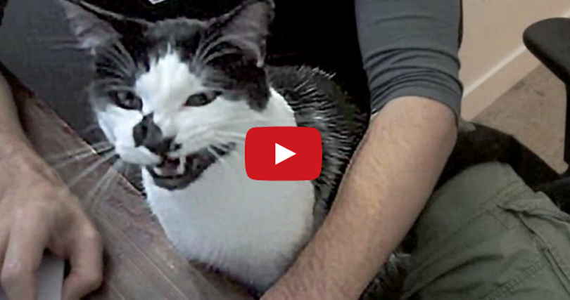 Animation_Press's tweet image. A Day in the Life of Every Cat Owner If you work from home I’m sure this video will have a lot of similarities to any given day in your household as it did with mine! CLICK to watch &amp;gt; bit.ly/1mfypG3?utm_ca…