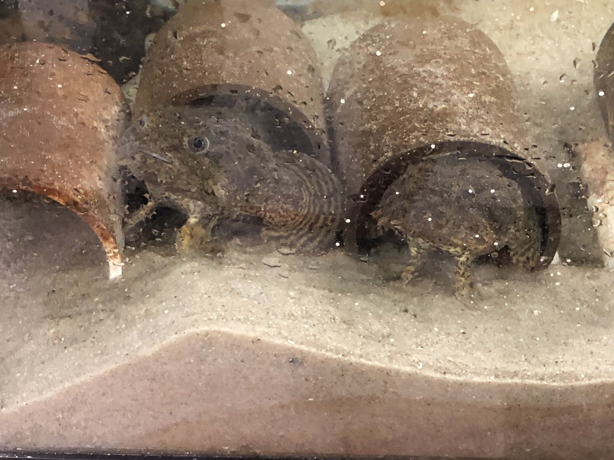 Mr_Miller_Sci's tweet photo. Oyster Toadfish and the resident LOCAL octopus. @RestoreShinneco @NYSMTP #MTontheBay19 #ShiRP https://t.co/bMANIClEZQ
