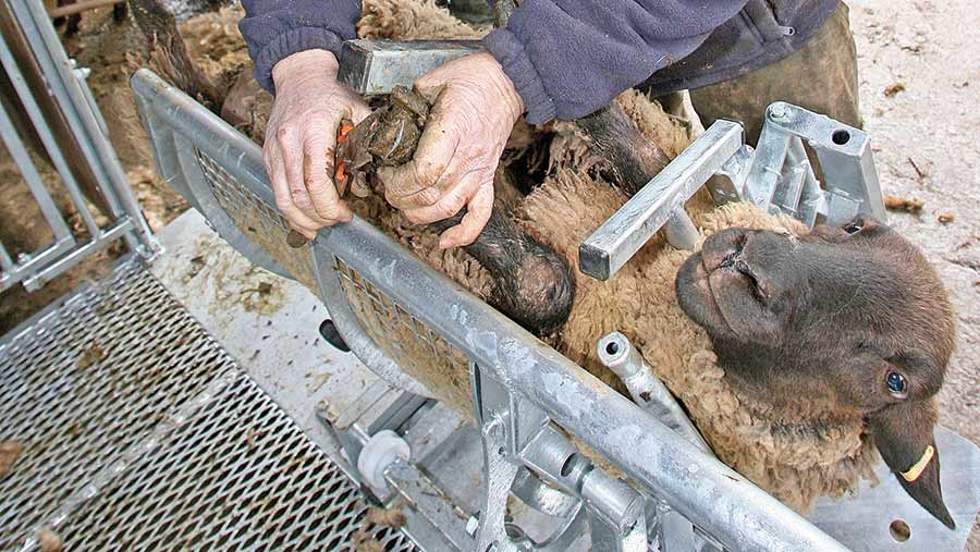 The battle against sheep lameness continues...
This is your reminder of the importance of following all areas of the 5 point plan 
-vaccinate
-cull
-quarantine 
-treat
-avoid
#BritishAgri via <a href="/FarmersWeekly/">Farmers Weekly</a> 
 ow.ly/wRMN30pdVdY