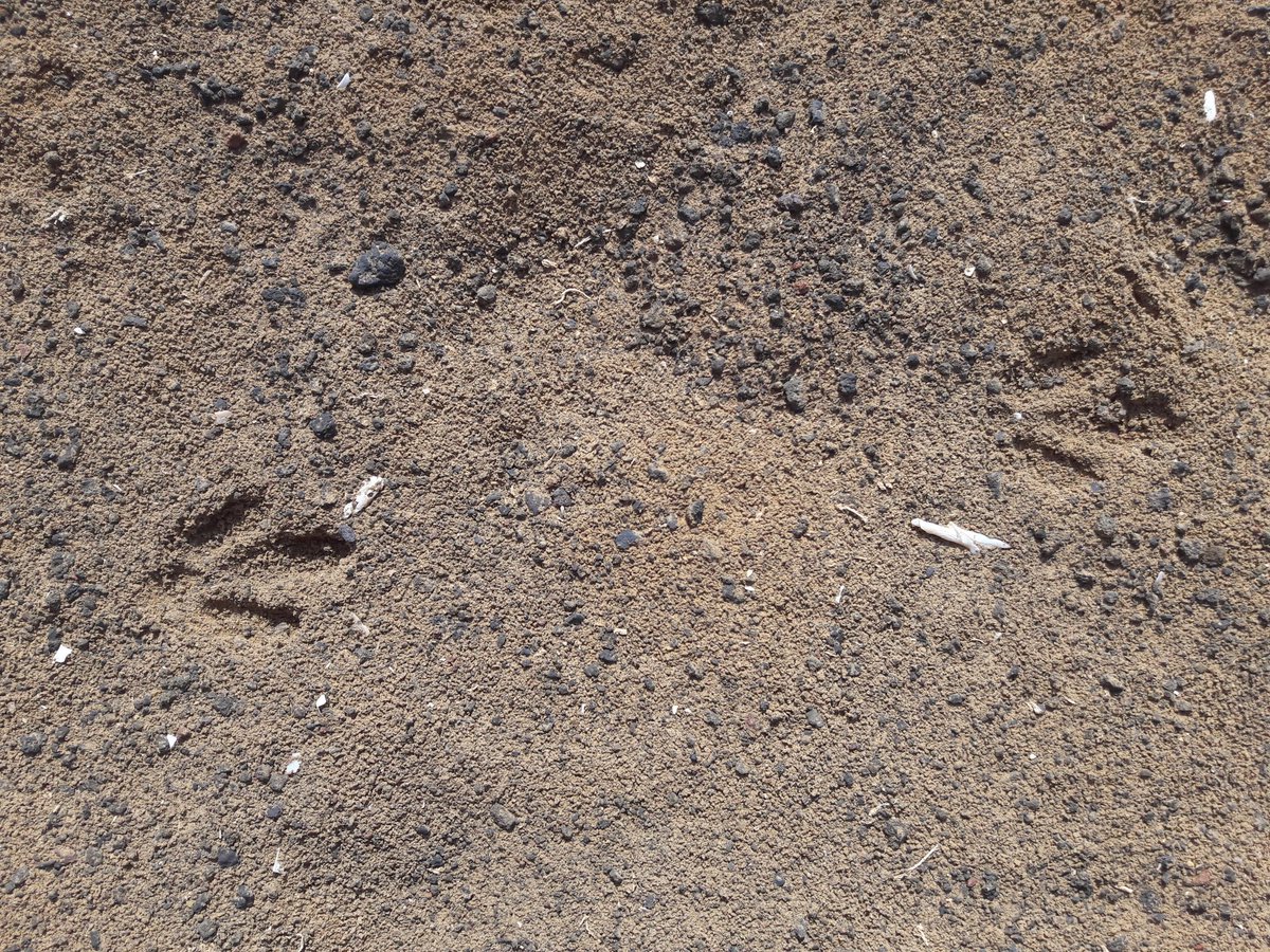 Tracks of Stone Curlew on the beach near our camp site. Have not seen or heard them yet. But we are still to visit the best sites for these species.  #EF2019 [29/n]