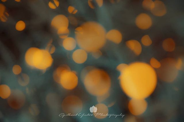 Gilbert_Yates's tweet image. Day 209. A photo a day 2019.
Defocus.
.
.
.
.
.
#abstract #defocus #bokehful ift.tt/2OrzbHm