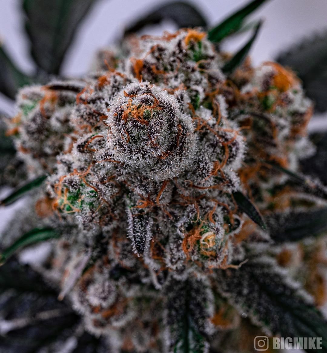 Aren't trichomes beautiful?

But what's beautiful is often delicate... the slightest stressful situation can harm your #trichomes and that's why it's important to store your #cannabis properly.

Now I want to hear from you, what's your secret for storing your trichome-rich buds?