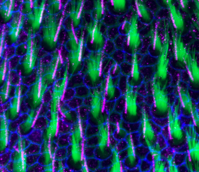 sciam's tweet photo. Bridging veins, stereocilia, glial cells, neural axons. These are some of our editors' favorite images from the annual Art of Neuroscience competition by @ArtNeuro. See all the top entries and the winner here: https://t.co/nZMXMx2RKH https://t.co/lVIK2ztO8W
