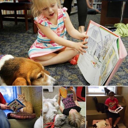 HumaneFremont's tweet photo. Benefits of reading to a dog or cat:
1.Children are allowed to improve their reading skills
2. Decreases stress over reading aloud in class
3. Can enhance self-esteem, motivate speech & build confidence
Give us a call or stop by for details on our reading program!
#ReadToPets https://t.co/A0hMjwUHgo