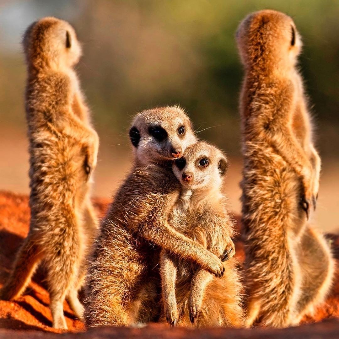 Tswalu's tweet image. One of the fascinating little creatures that our guests are able to examine at close quarters is the meerkat. Your Tswalu safari experience will include an early morning visit to a meerkat colony to observe their antics before they go off foraging the day.

#meerkats #safari