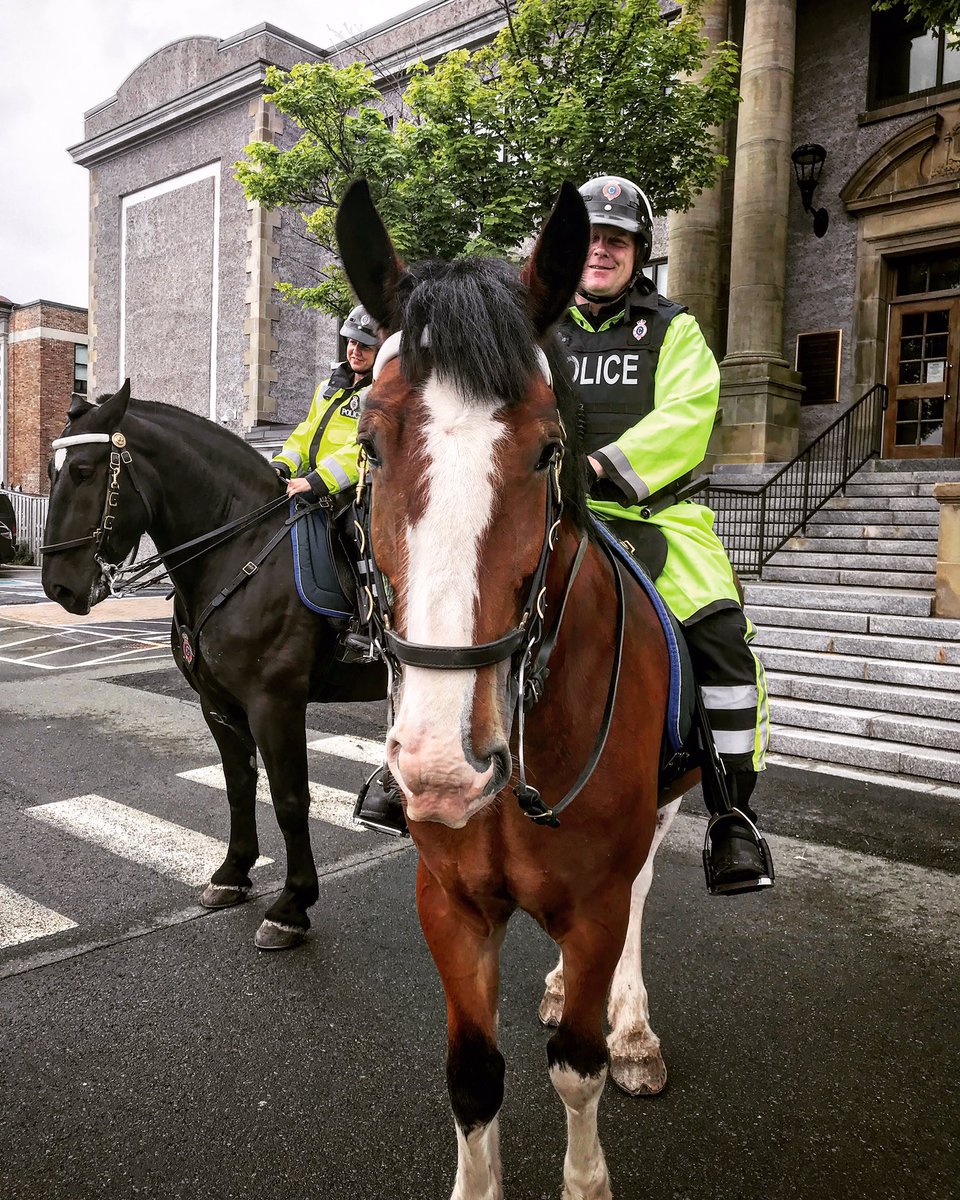 RNC_PoliceNL's tweet photo. Castle stares down the camera while Harvey strikes a pose. Keep an eye on our #MountedUnitMonday everyone! #SquadGoals #RNCMountedUnit https://t.co/fGaSYK00TO