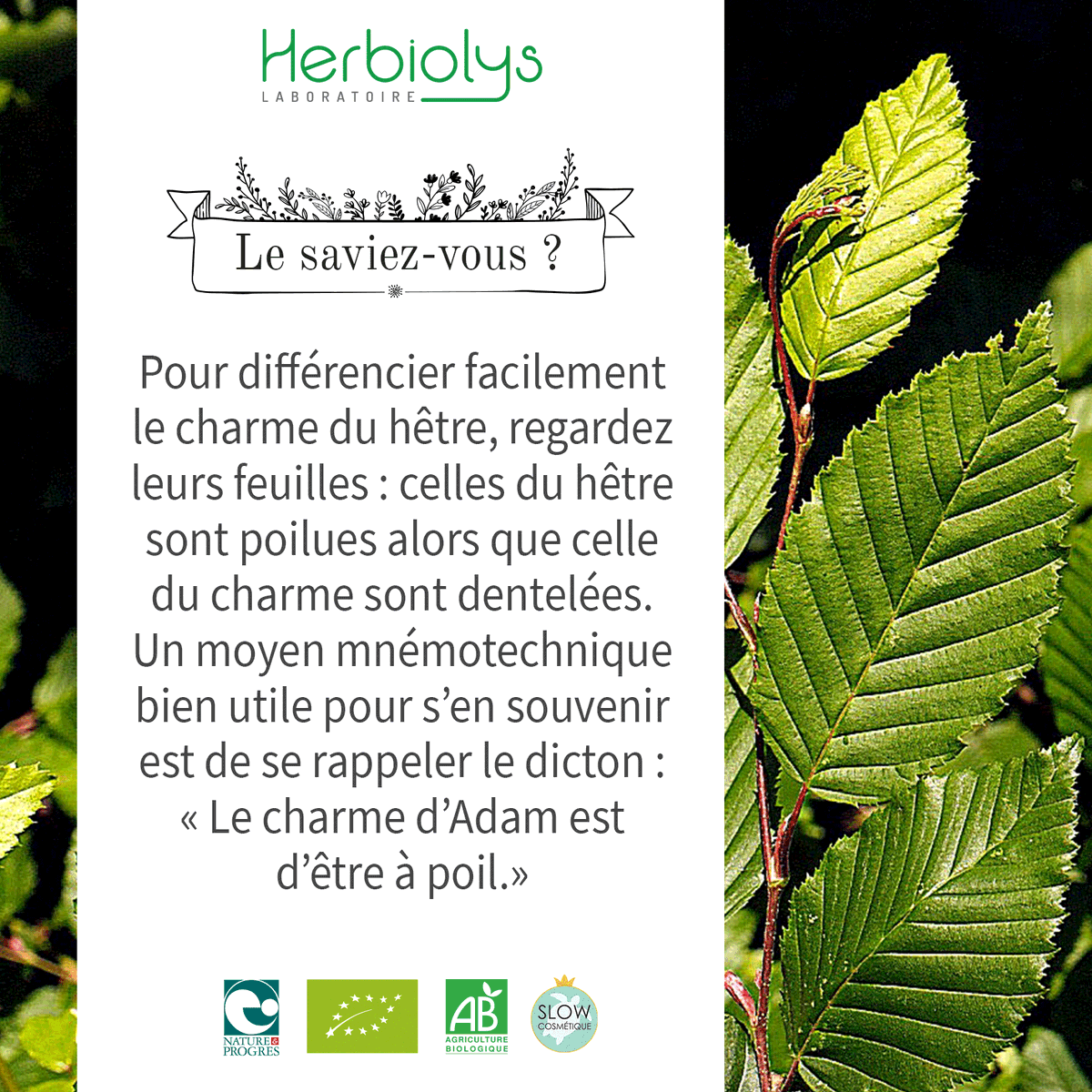 Herbiolys's tweet photo. Le saviez-vous ? Lors de vos sorties botaniques, pour faire la différence entre le charme et le hêtre, regardez les feuilles de plus près. Celles de hêtres ont un bord poilu alors que les celles du charme sont plutôt dentelées.
#Herbiolys #bio #botanique #hetre #charme https://t.co/QY3G5sas6d