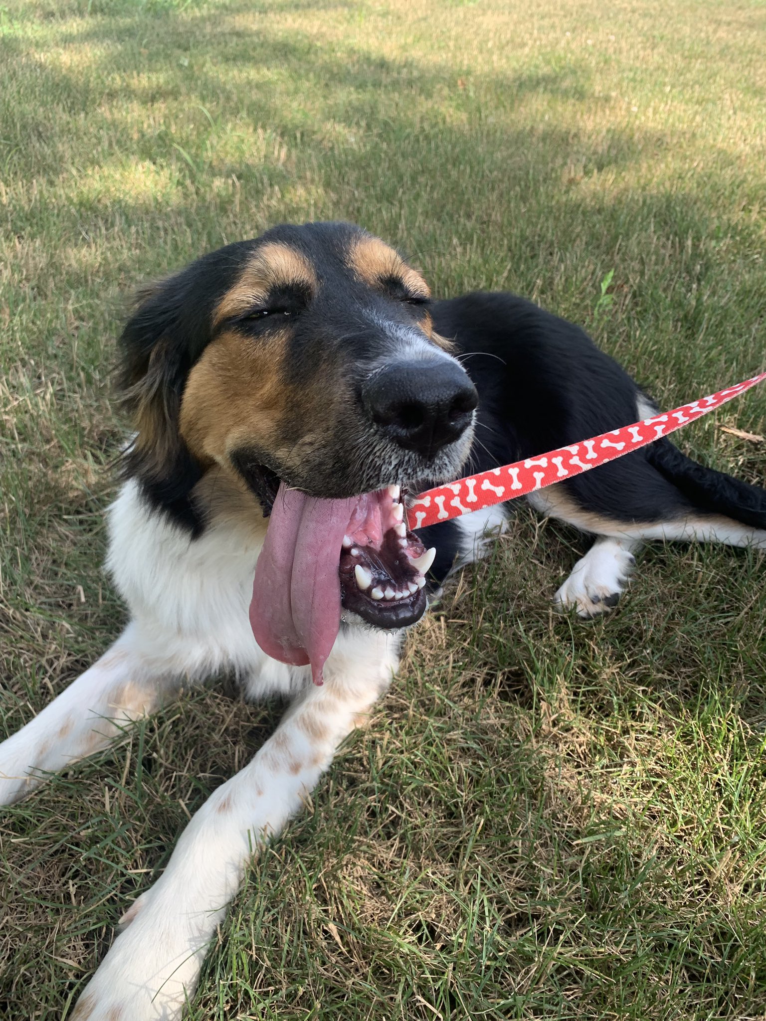 Dogs Run the Fox on Twitter "More introductions! Meet Chloe everyone