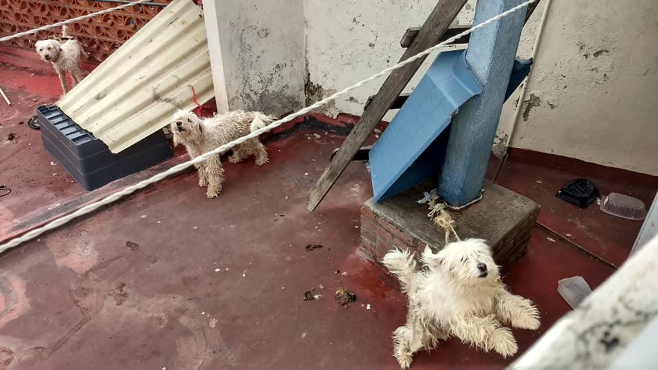 24 Morelos tweet media