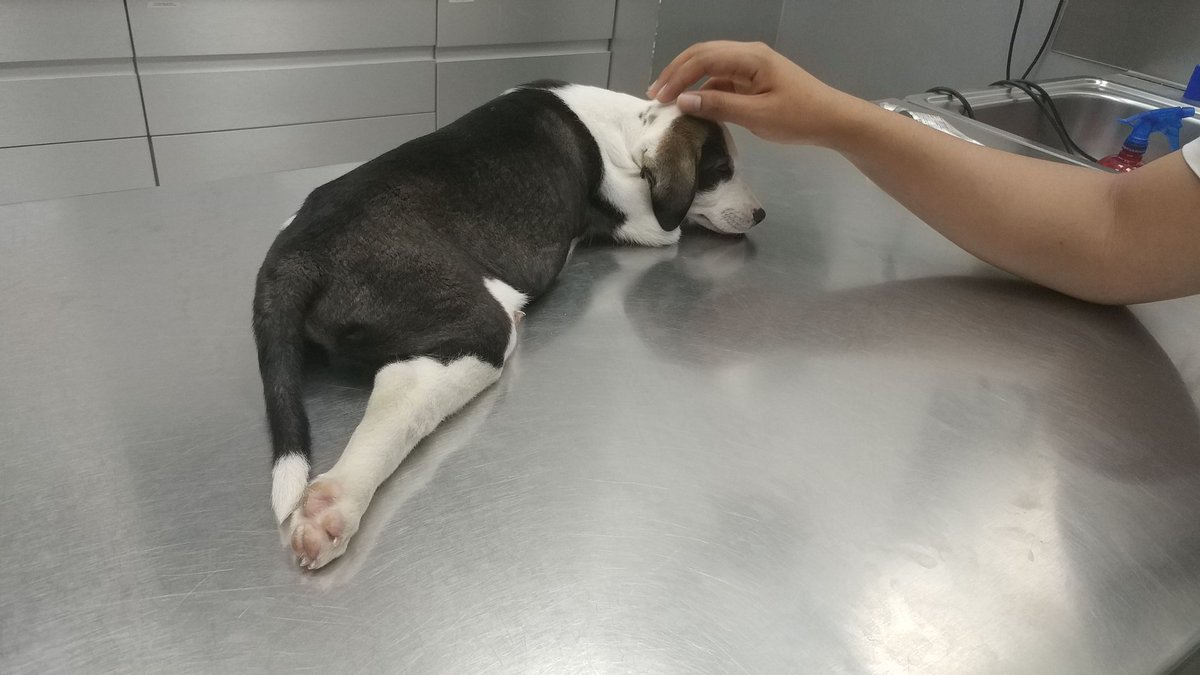 VkCib's tweet photo. Jaja no estoy aconstumbrada a twittear de seguido xD
Hemos pasado la noche en urgencias con Thor. Menos mal que ya esta todo bien. 
Eso si yo estoy con menos dinero en el bolsillo XD https://t.co/nQJeEWEAuq