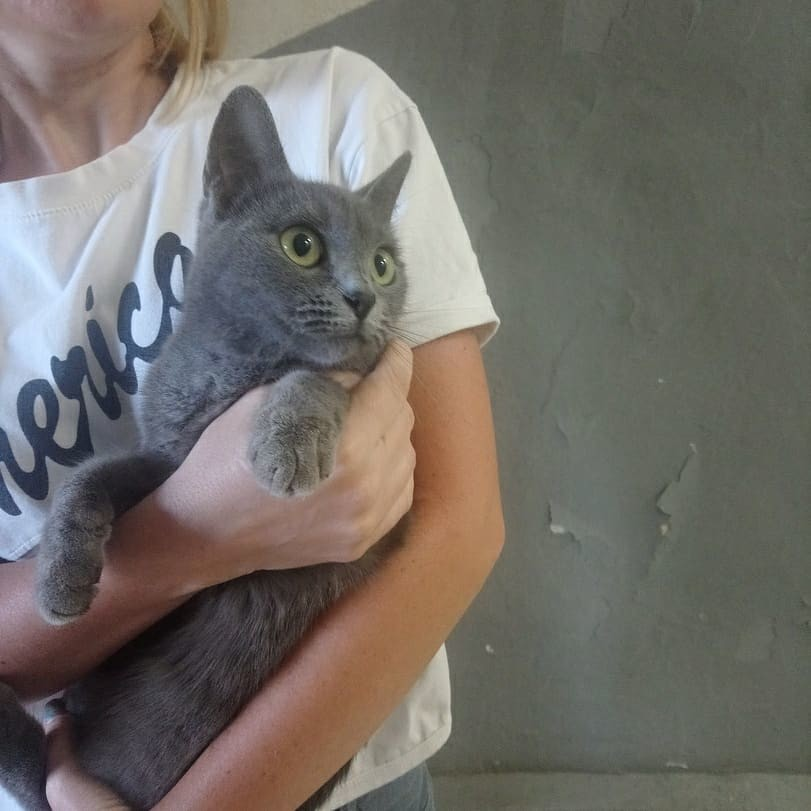 animals_13's tweet image. 🏵️КИСУЛЯ СРОЧНО ИЩЕТ ДОМ🏵️
Вот такую красоту подкинули на работу @sweet.lanka_83 . Тел.8-917-992-39-97 Очень хочется отдать в добрые руки. А может чья то потеряшка? 🐾💞💞💞 #приютСаранск #помощьбездомнымживотным #волонтер #cat #animalshelp #саранск #Мордовия #регион13 #Россия