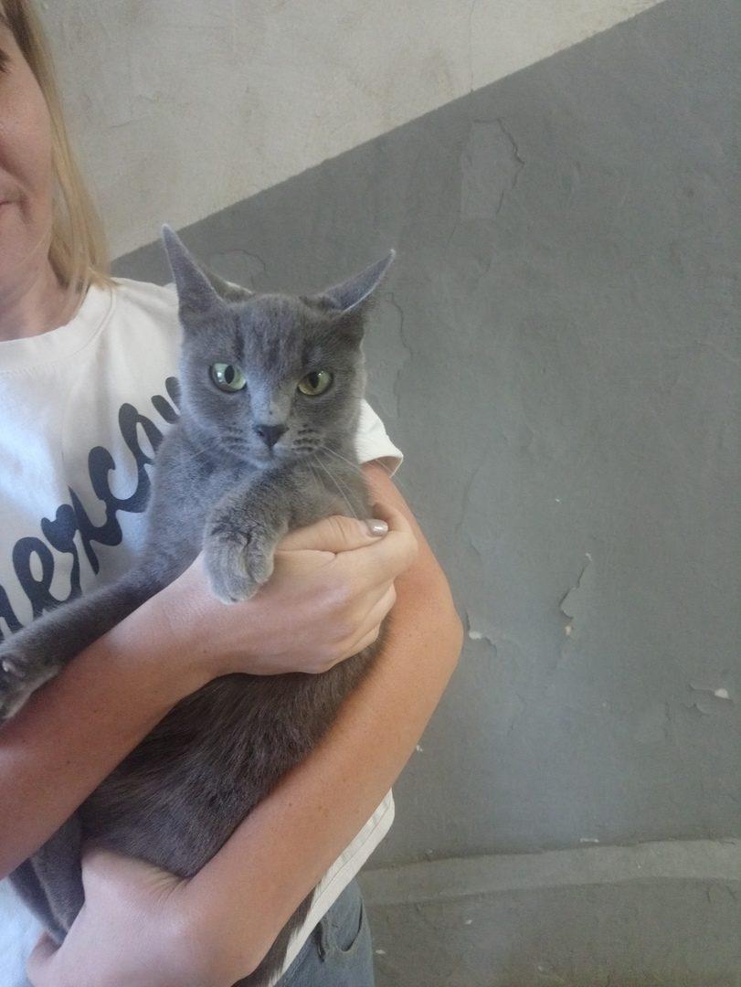 animals_13's tweet image. 🏵️КИСУЛЯ СРОЧНО ИЩЕТ ДОМ🏵️
Вот такую красоту подкинули на работу @sweet.lanka_83 . Тел.8-917-992-39-97 Очень хочется отдать в добрые руки. А может чья то потеряшка? 🐾💞💞💞 #приютСаранск #помощьбездомнымживотным #волонтер #cat #animalshelp #саранск #Мордовия #регион13 #Россия