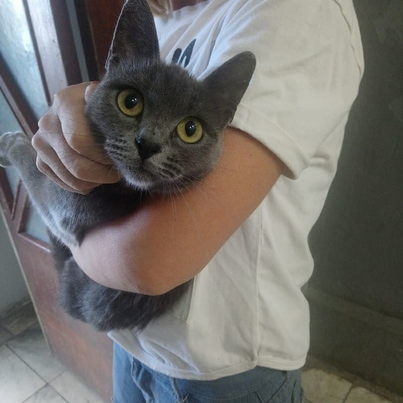 animals_13's tweet image. 🏵️КИСУЛЯ СРОЧНО ИЩЕТ ДОМ🏵️
Вот такую красоту подкинули на работу @sweet.lanka_83 . Тел.8-917-992-39-97 Очень хочется отдать в добрые руки. А может чья то потеряшка? 🐾💞💞💞 #приютСаранск #помощьбездомнымживотным #волонтер #cat #animalshelp #саранск #Мордовия #регион13 #Россия