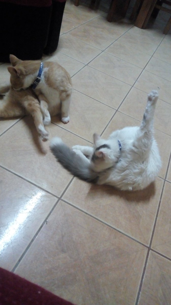 CeleLedesma111's tweet image. la Rosalía