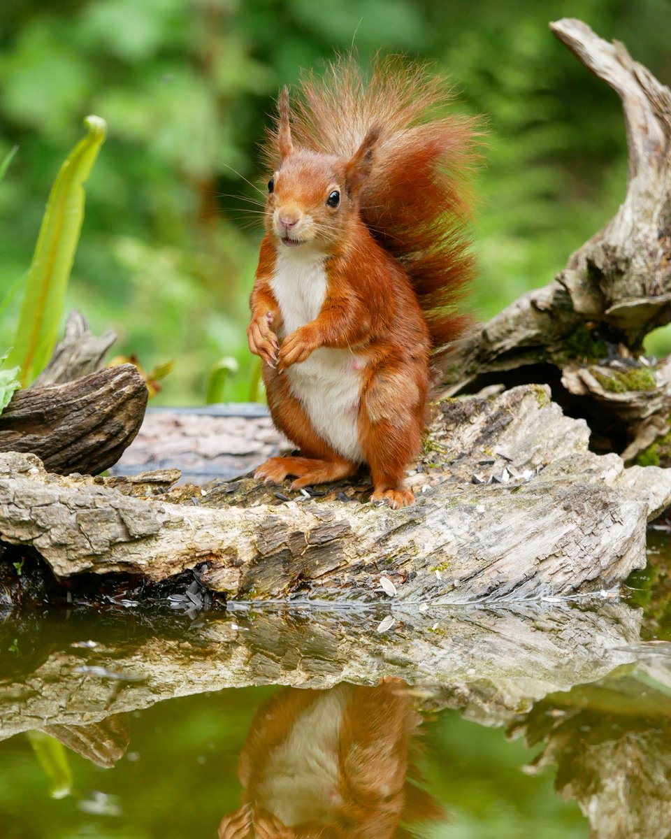 RedSquirrelsinW's tweet photo. Free Webinar tomorrow! All about pine martens and red squirrel conservation in Ireland by @mstinson1871 Michael is a red squirrel ranger &amp; works on a project to protect wading birds inparticular the Curlew. Its sure to be a very interesting talk https://t.co/uiD8LXi7bb https://t.co/OV3AkrtAWc