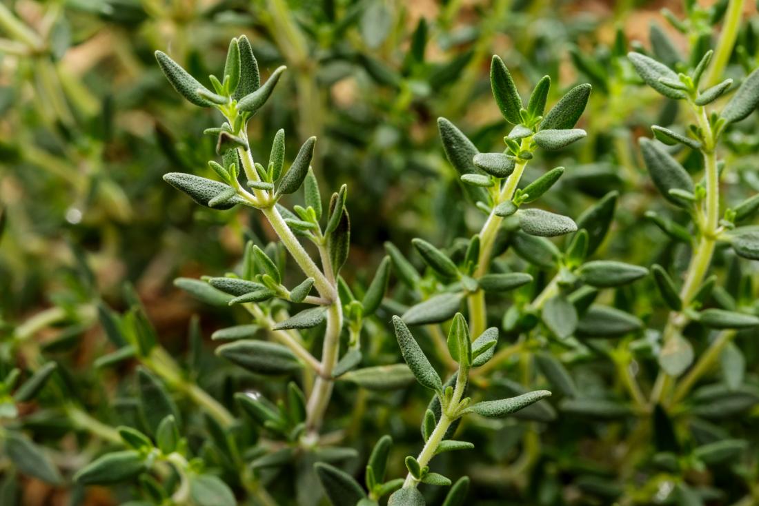 Research has shown that #thyme contains a little something that can help ease smooth muscles spasms like coughing. It’s amazing what a little #greenthing, grown well can do.