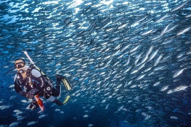 UnderseaHunterG's tweet photo. The superpower of dive guide extraordinaire Carlos de la Cruz is his ability to attract fish.
Photo by @adammartinphotography
#fishattractor #schoolingfish #DiveWild #CocosIsland #IslaDelCocos #CostaRica #Divelife #scubadivinglife #Tauchen #plongΓ©e #uwpics #diving_photography https://t.co/MXCnUqegPb
