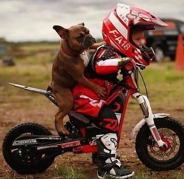 [38+] Dog Dirt Bike Helmet