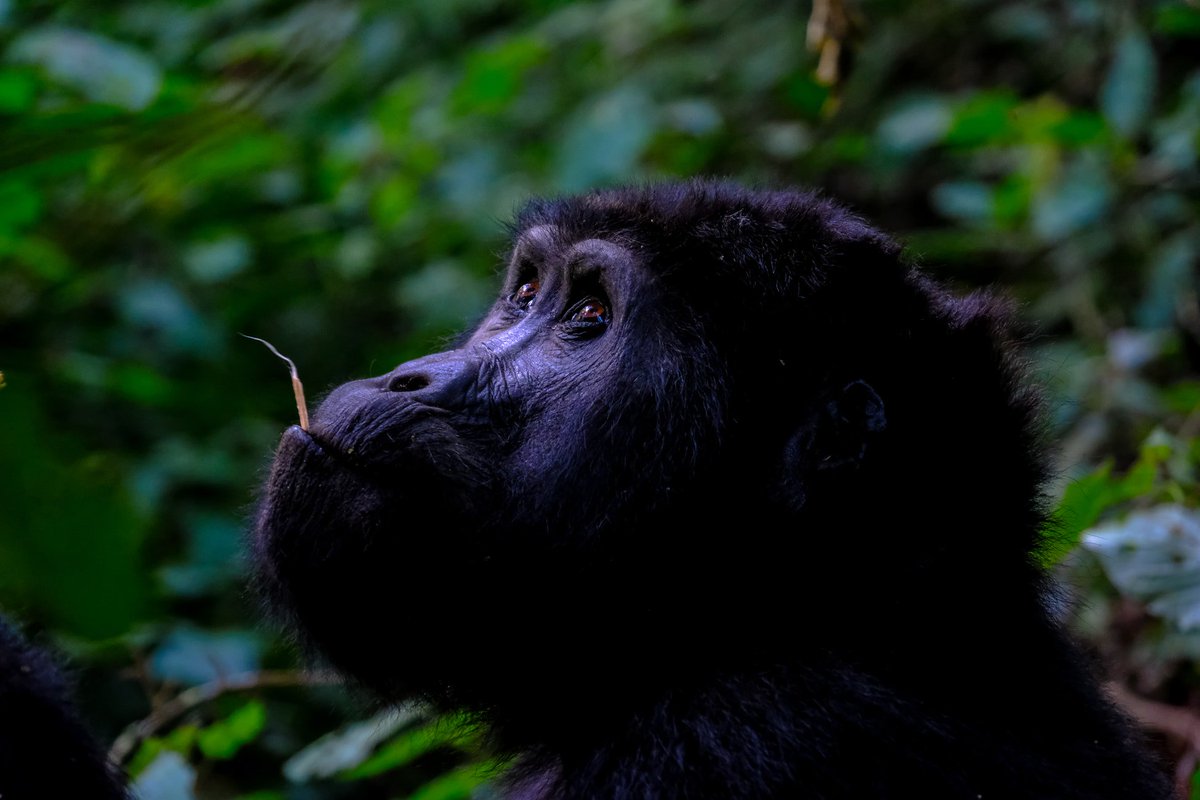 Tripnastic's tweet photo. Vive una auténtica experiencia de trekking con gorilas y chimpancés en #Uganda 🐵🐵
https://t.co/gXI2at5RKS https://t.co/gAeX0zHi9l