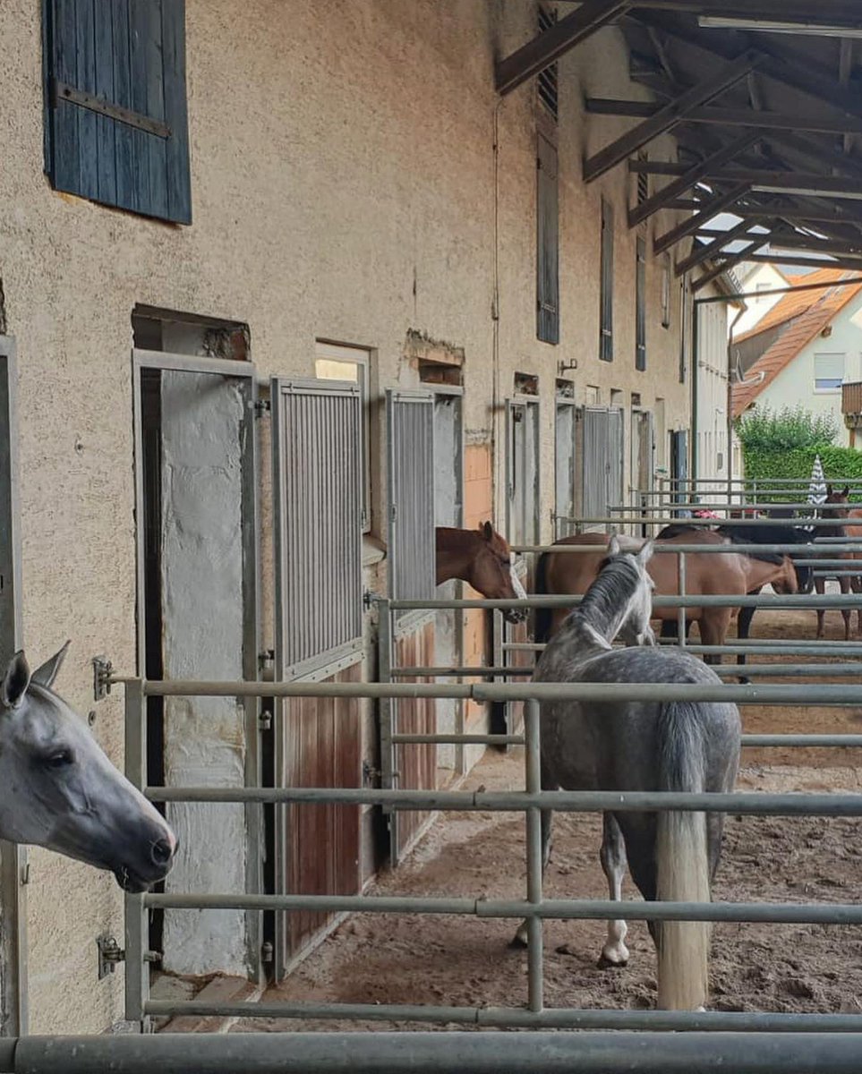 GeodeColigny's tweet image. Les chevaux sont sur la route du retour ! Ce soir à Ulm, en Allemagne, après 750km 🚛 Une belle nuit et on repart pour 900km...