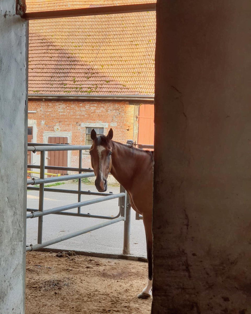 GeodeColigny's tweet image. Les chevaux sont sur la route du retour ! Ce soir à Ulm, en Allemagne, après 750km 🚛 Une belle nuit et on repart pour 900km...