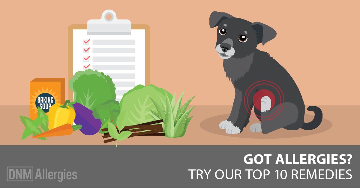 Top 10 Allergy Fixes For Dogs dogsnaturallymagazine.com/allergy-relief…
