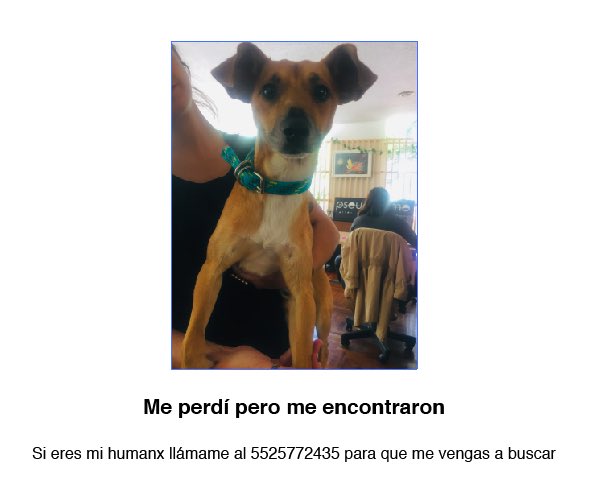 Me encontré este perrito en circuito interior, #perro #perdido #condesa #cdmx