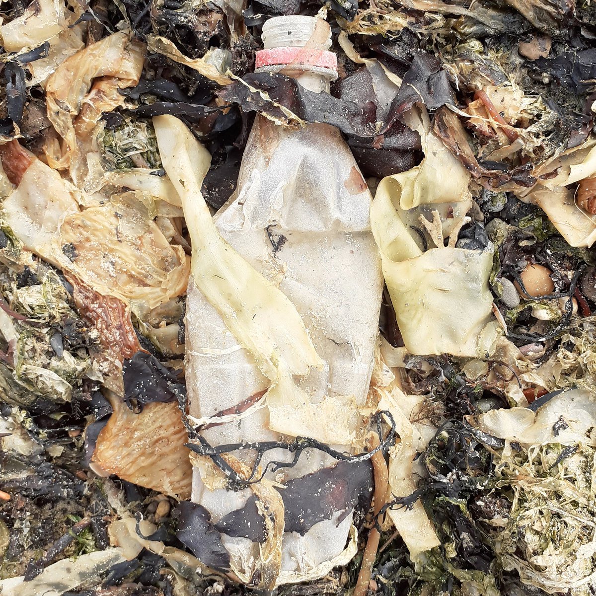 FreeHartlepool's tweet image. Coke bottle! As familiar as seaweed on any beach @DietCokeGB @CocaCola_GB