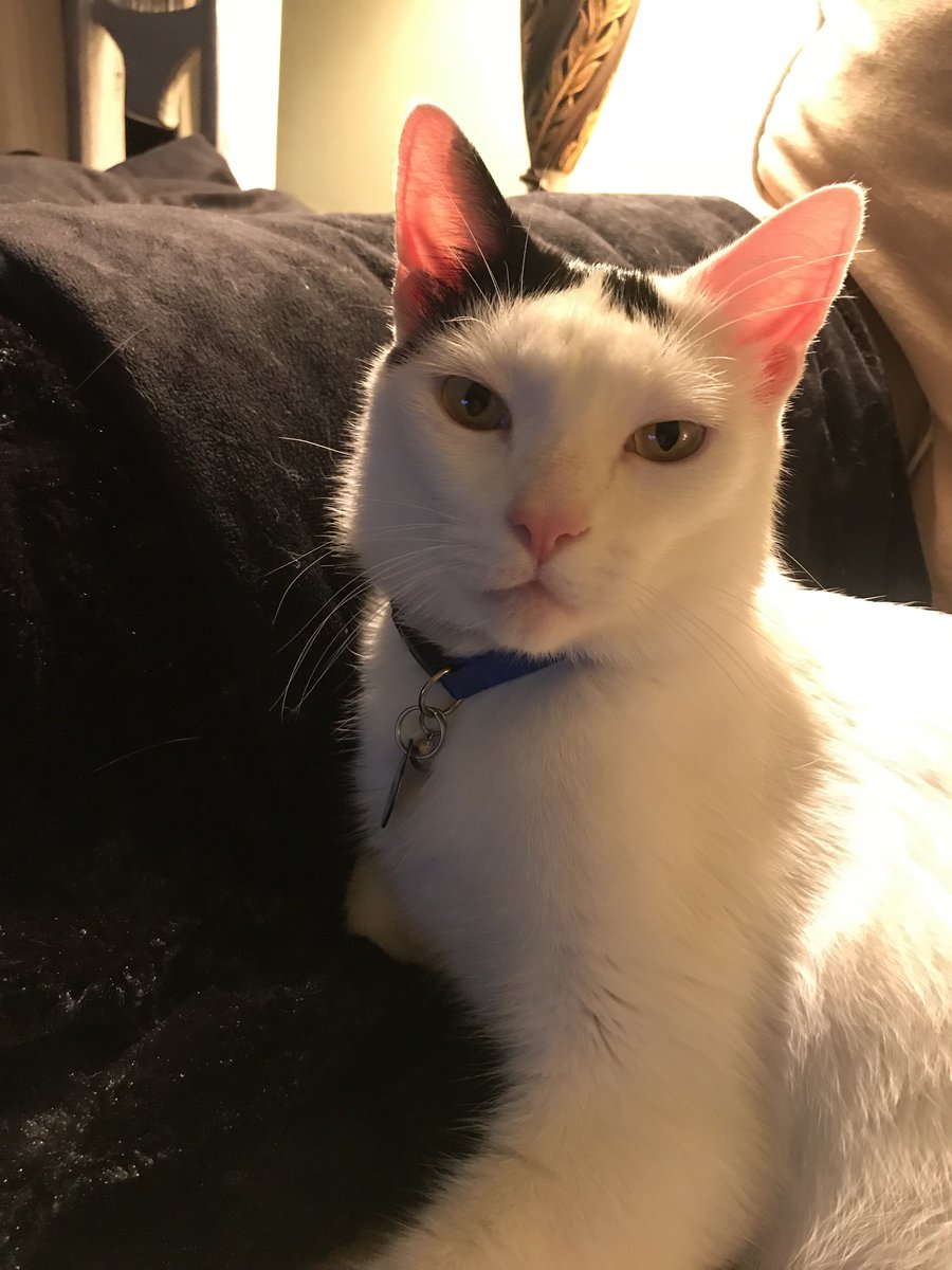 Raise your paw 🐾 if you agree Mondays should be optional