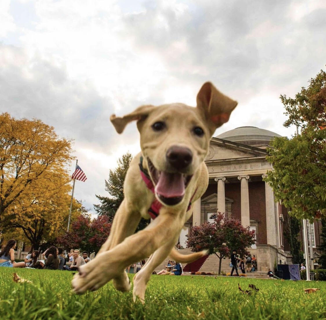 The best place to spend the dog days of summer 🐶☀️🍊