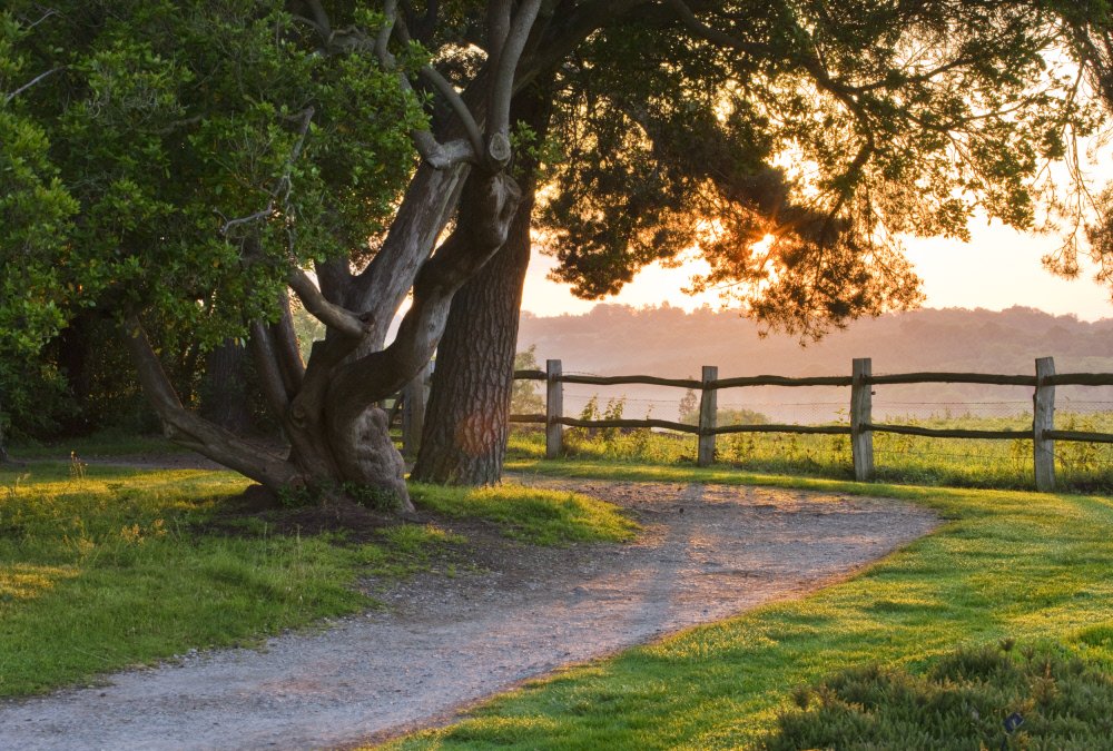 Wandering aimlessly can feel liberating. #PlacesMatter

Image: Nymans, West Sussex