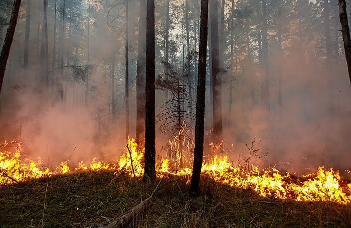 ButThieves's tweet image. #SaveSiberiaForests