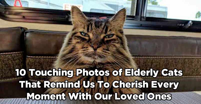 Animation_Press's tweet image. In this awesome collection of photos, we can see the importance of our adorable kitties that love with all their heart and don’t ask for anything in return. In turn it reminds us to treasure every moment we have with our loved ones. CLICK to view &amp;gt; …
