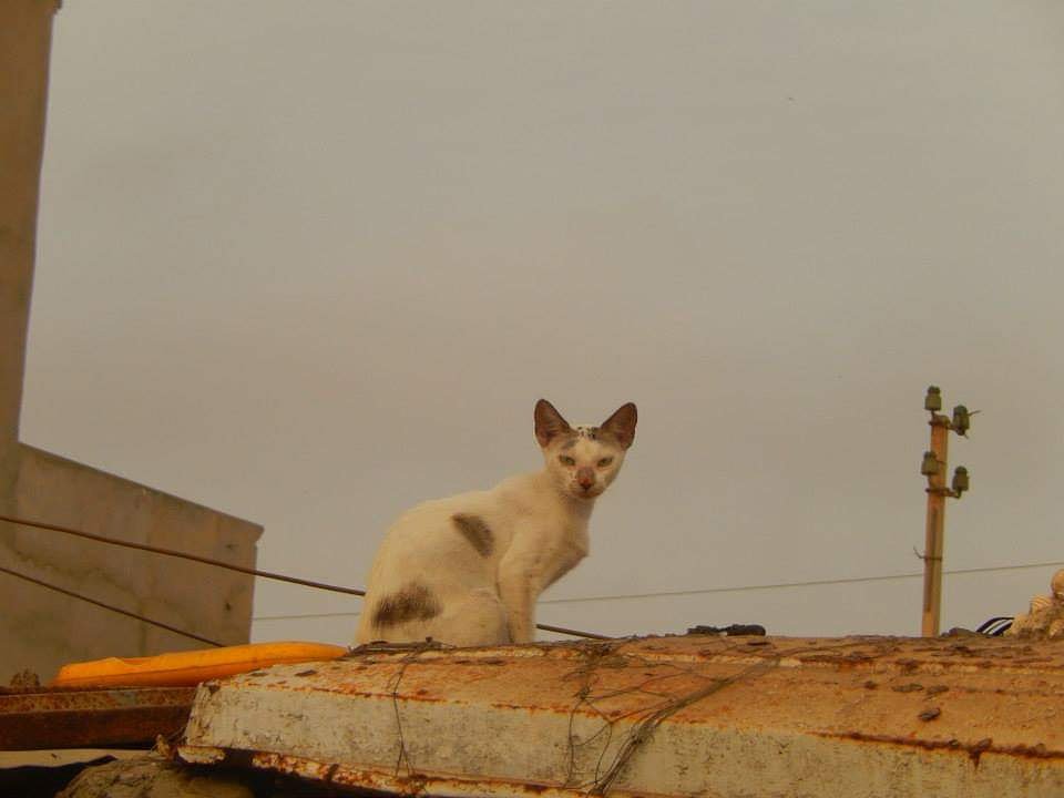 Lesentrechats Hashtag On Twitter