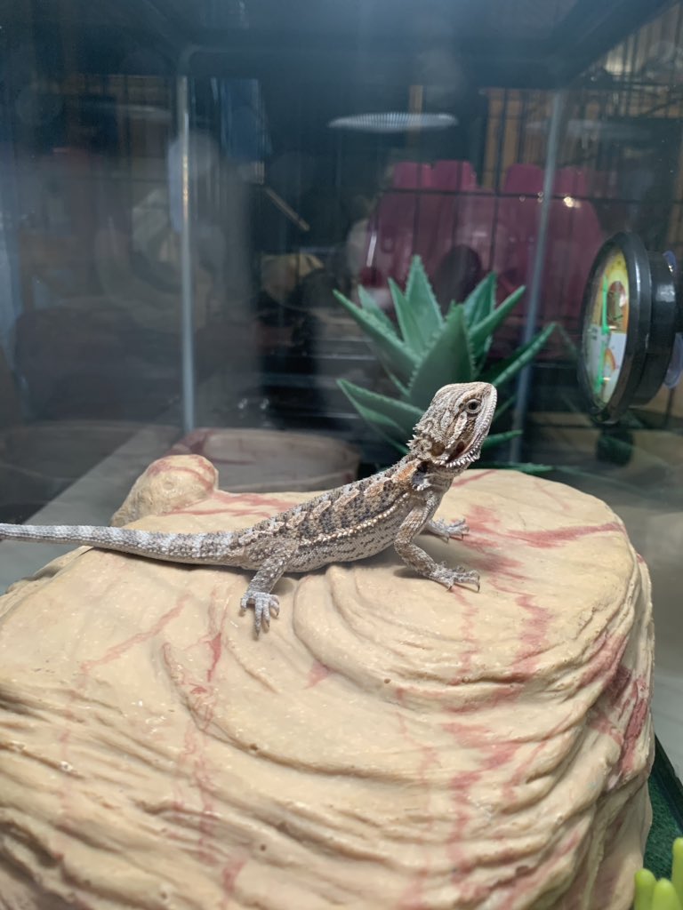 DawnShafer13's tweet photo. Super excited to introduce the newest members of the ridge! No names yet but soon to come! #WMSchamps, #teach what you love ❤️ https://t.co/65DH48b3la